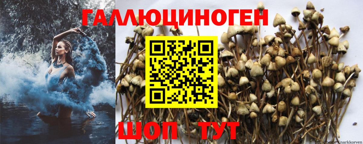 Псилоцибиновые грибы Psilocybine cubensis Тосно