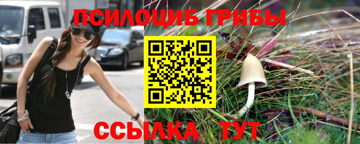 Псилоцибиновые грибы прущие грибы  Псилоцибиновые грибы Psilocybe  Вход с VPN  Тосно 